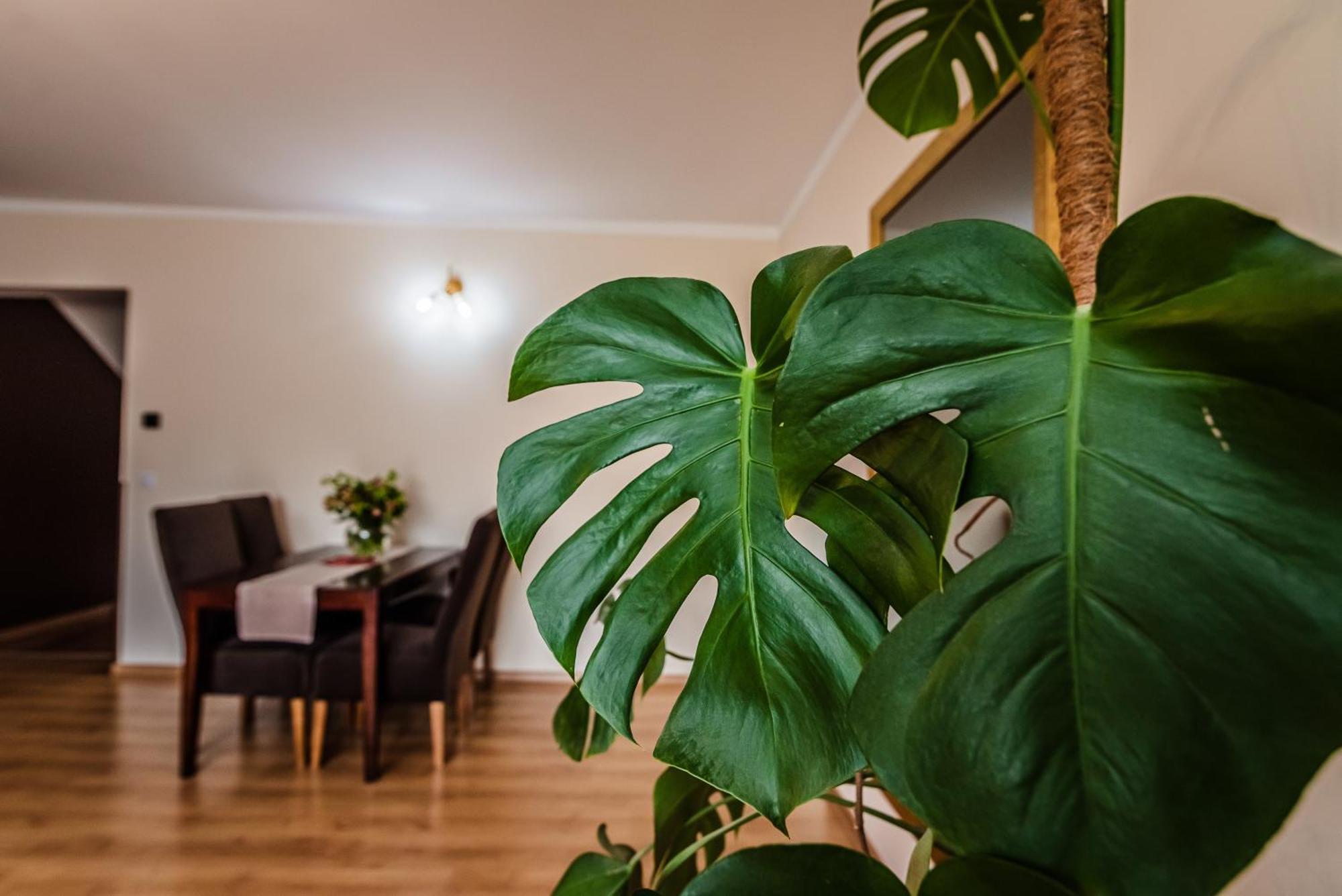 Apartamenty Widok Szczawnica Exteriér fotografie